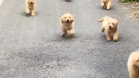 A group of cute puppies running forward