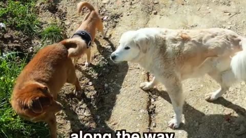 Meet Boby: The World's Oldest Dog Celebrates His 31st Birthday 🎉🐾"