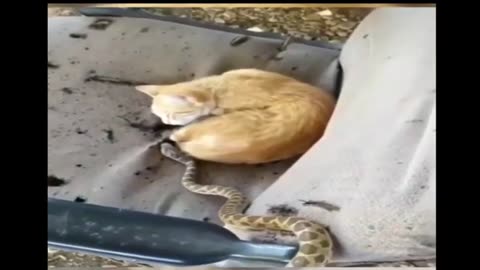 Amazing_Moments_Of_Cat_Vs_Snake_Fight 😄 🤣 😂 8