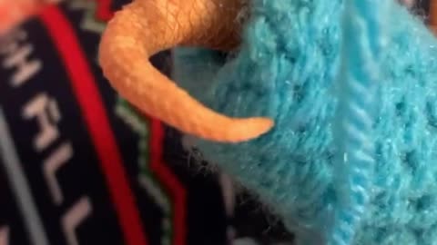 Happy Hognose Loves Its Sweater