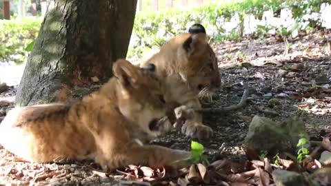 Two baby ligers play with the magic beast Lion tiger