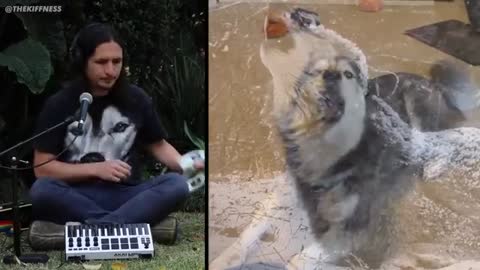 dog song very funny