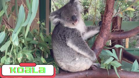Koala Fingerprints are similar to human fingerprints
