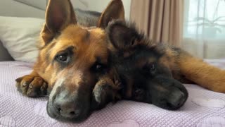 German Shepherd and Tiny Puppies [Cuteness Overload]