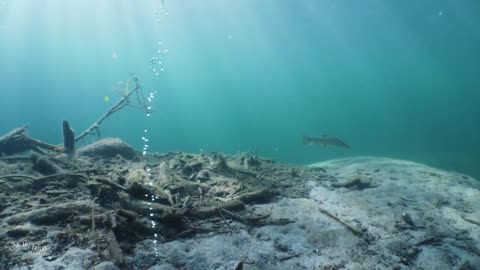 Tauchen Flusstauchen River diving Maggia Tauchschule Luzern Schweiz