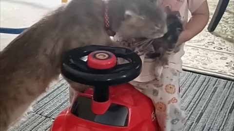 Cat Mom Takes Her Kitten Back From a Baby