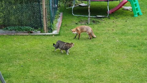 Der Kater verteidigt sein Revier