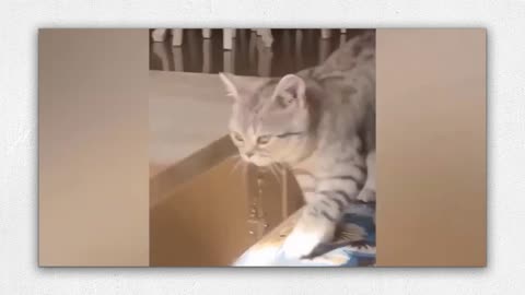 This is cat funny video