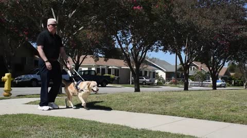 Guide Dogs of America Tender Loving Canines Overview