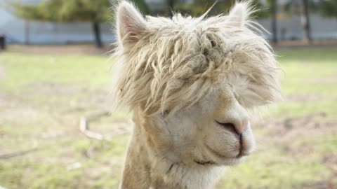 Alpaca Adventures: Exploring the Cuteness and Charm of Fluffy Companions