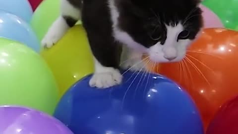 Cute cat walking on balloon 🤣🤣🤣😂😂😂