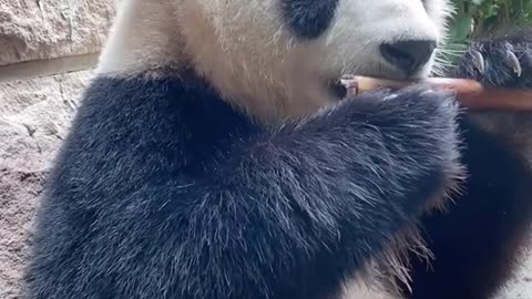 The panda eats bamboo and chews with relish