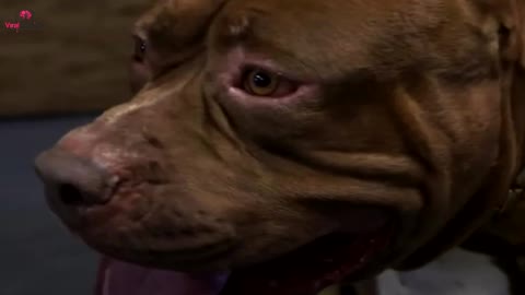 When the dog barks at the babysitter, Mom hides the camera in her hair.