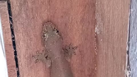 House Gecko