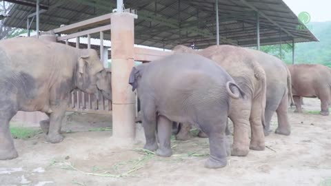 Elephants Run To Greeting A New