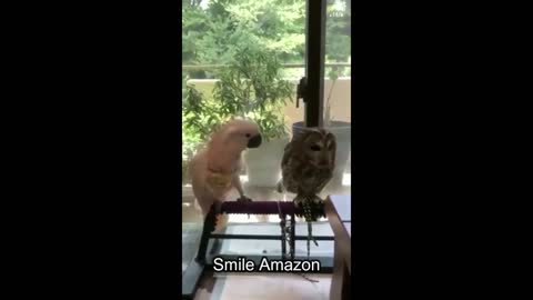 Smile Amazon