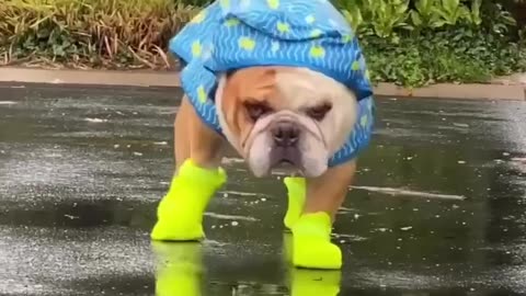 new hit clothes for dogs
