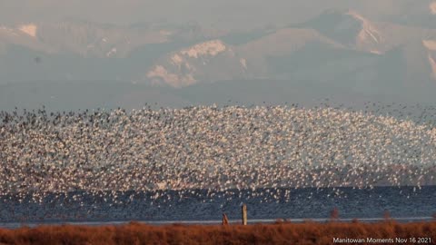 Flocks of Birds Flood the Sky Along Canadian Coast