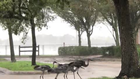 Sandhill Cranes Endure Hurricane Ian