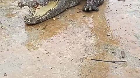 🐊 dangerous crocodile caught