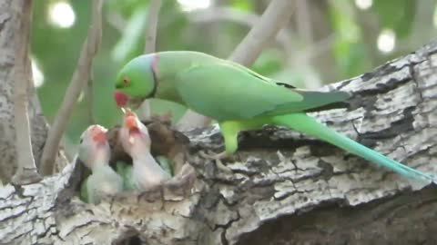 A Parrot Feeding It's Two Little Babies