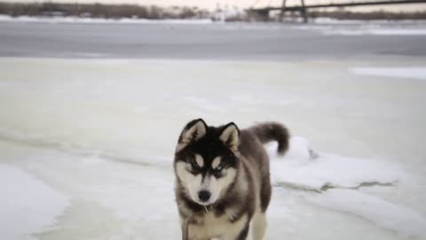 Winter landscape with cute siberian husky malamute dog playing outside at the beach