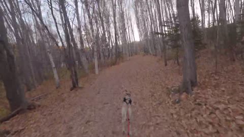 Attacked By Off Leash Dog when Bikejoring