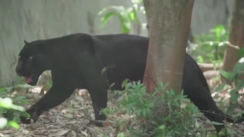 Black Panther unique moments || Black Jaguar lifestyle
