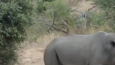 Lion attack rino 😱😱😱