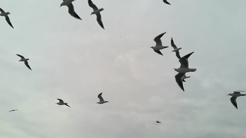 A Flock Of Seagull Flying In The Air 2021