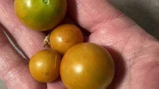 More Tomatoes!