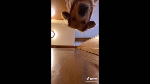 The Best Golden Retriever TikTok Compilation 2021 | Dogs Of TikTok