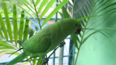 Loud Parrot Chirping | Natural Parrot Sounds | Parrot Calling Sounds | Parrot Lover