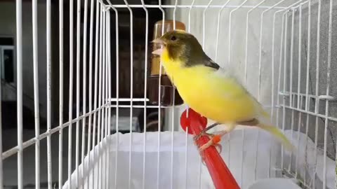 A yellow bird has a beautiful voice