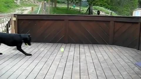 Canine Enthusiast of Tennis Balls Enjoys Unlimited Chasing