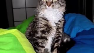 Try playing this audio to your cat