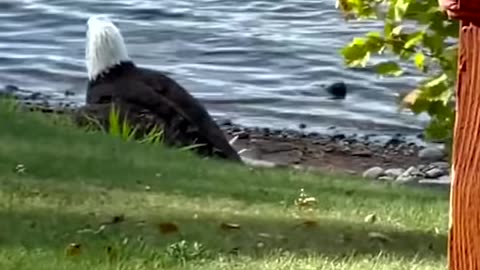 Bald Eagle Pulls 30lb Carp Ashore