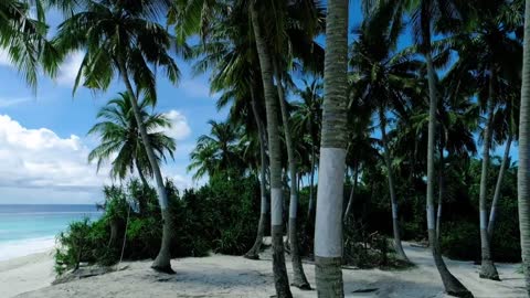 White sand beach background