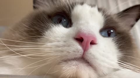 A Cat So Beautiful: Watch and Fall in Love!