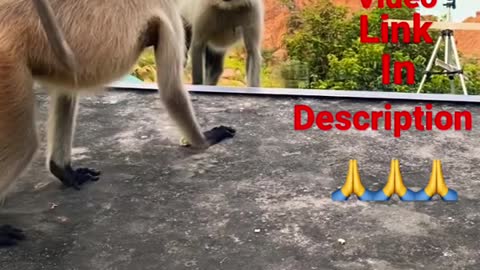 Mirror Prank for Monkey Hilarious Reaction | very funny video try not to laugh #munger #shorts