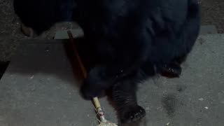 Black Bear Steals a Broom