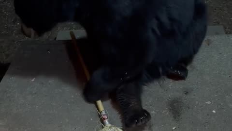 Black Bear Steals a Broom