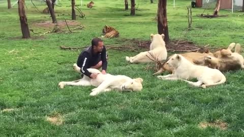 Tiger Saves Man From A Leopard Attack