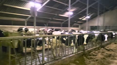 221221 Chris at a Dairy Farm in Friesland, Netherlands