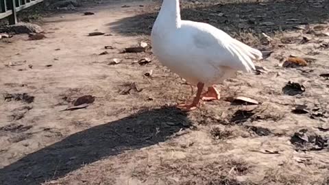 Goose Walking Video By Kingdom Of Awais