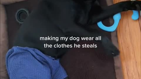 making my dog wear all the clothes he steals