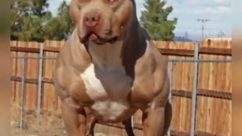 amazing pitbull dog of the world