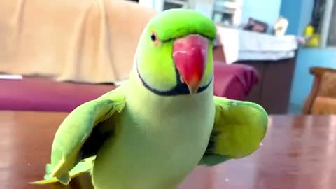 Funny Parrot Talking and Dancing | Funny Pet video | Cute Animals