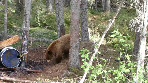 Saskatchewan Bear Hunt with 4 Brothers and 4 Bears - MWP On the Road S1.E1