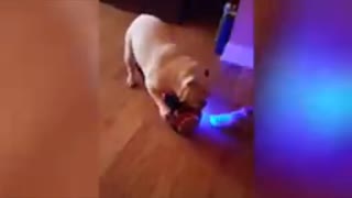 Dog twirls with hover board